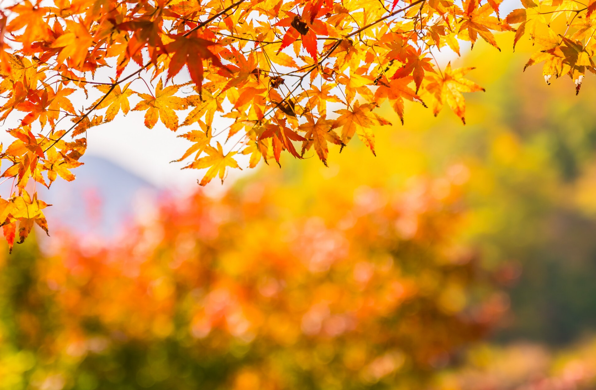 秋のアウトドアの楽しみ方3選！｜非常食がアウトドアで大活躍！